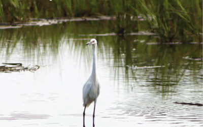 The Trawler Fall 2024